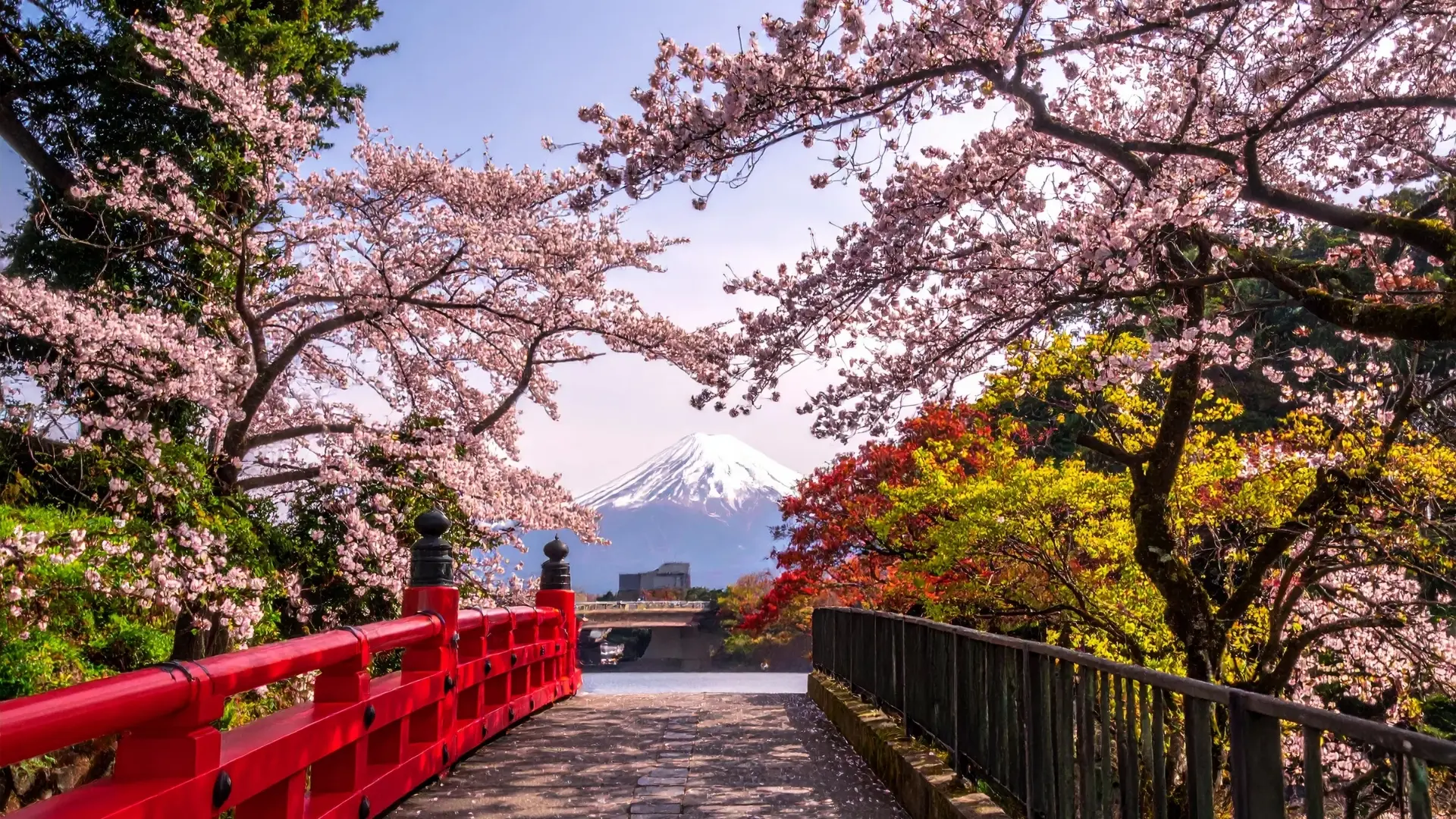 JAPON - FLORACIÓN DE CEREZOS